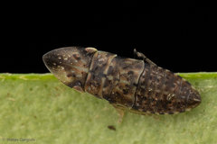 Hespenedra chilensis