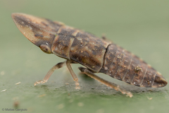 Hespenedra chilensis