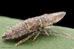 Hespenedra chilensis