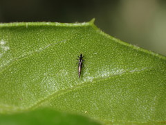 Klambothrips myopori