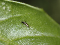 Klambothrips myopori