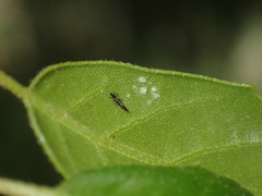 Klambothrips myopori