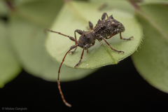 Neohoplonotus spiniferus