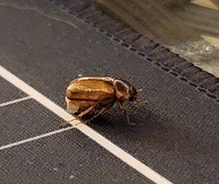 Cyclocephala lurida