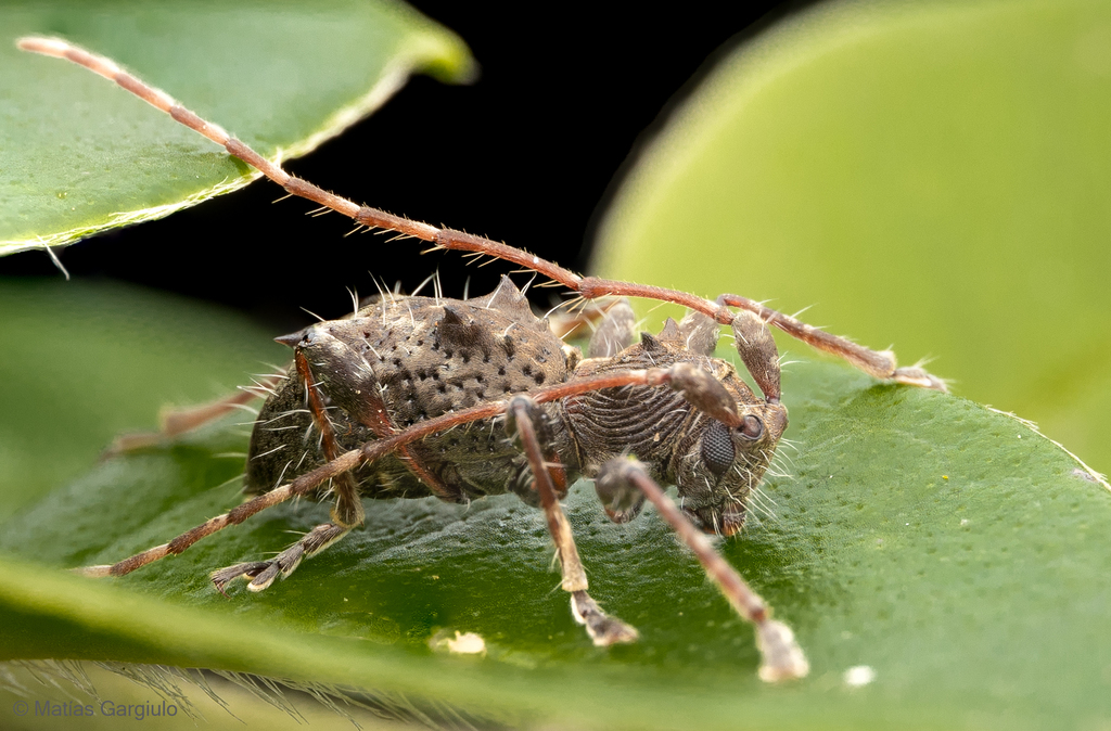 Neohoplonotus spiniferus