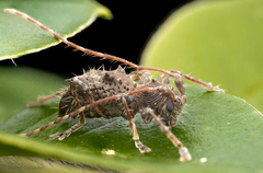 Neohoplonotus spiniferus