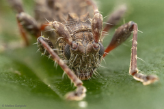 Neohoplonotus spiniferus