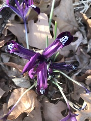 Iris reticulata