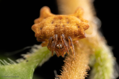 Phoroncidia variabilis