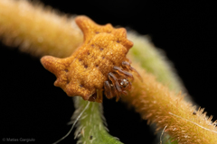 Phoroncidia variabilis