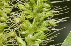 Setaria adhaerens