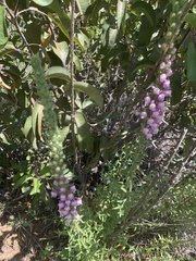 Sairocarpus multiflorus