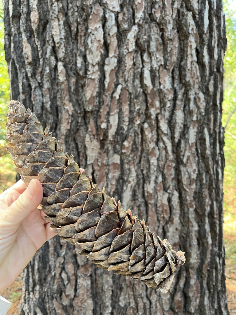 sugar pine from Selby Ln, Nevada City, CA, US on April 17, 2022 at 02: ...