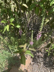 Sairocarpus multiflorus