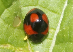 Exochomus jamaicensis