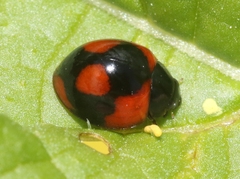 Exochomus jamaicensis
