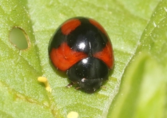 Exochomus jamaicensis