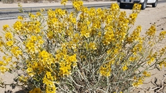 Senna armata