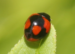 Exochomus jamaicensis