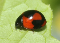 Exochomus jamaicensis