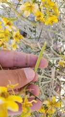 Senna armata