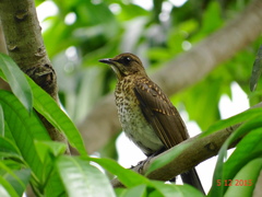 Turdus amaurochalinus
