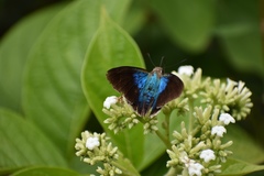 Astraptes habana