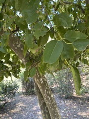 Prunus ilicifolia lyonii