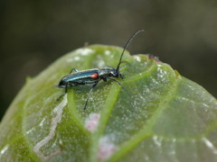 Grammoptera militaris