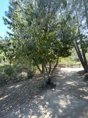 Prunus ilicifolia lyonii