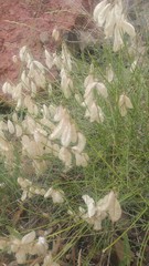 Astragalus cusickii