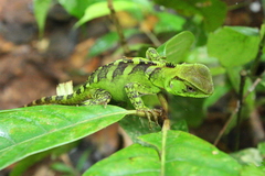 Enyalioides laticeps