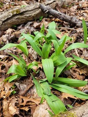 Allium tricoccum