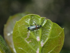 Grammoptera militaris