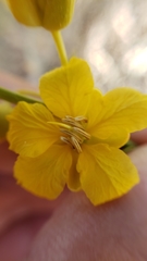 Senna armata