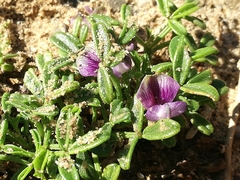 Psoralea repens