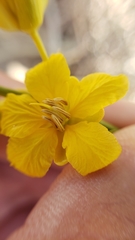 Senna armata
