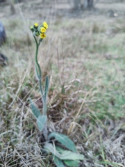 Hieracium avilae