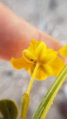Senna armata