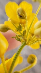 Senna armata