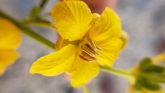 Senna armata