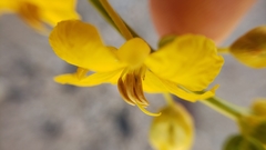 Senna armata