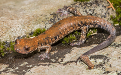 Plethodon petraeus