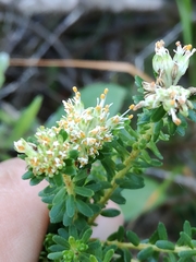 Agathosma stenopetala