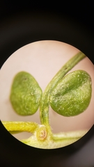 Senna armata