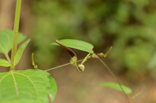 Aristolochia indica L.