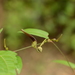 Aristolochia indica - Photo (c) ChanduBandi, algunos derechos reservados (CC BY)