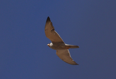 Falco hypoleucos