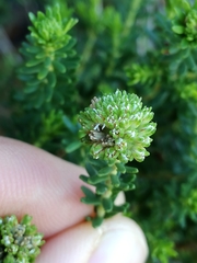 Agathosma stenopetala