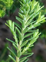 Agathosma stenopetala
